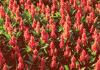 f32.gif (4095 bytes)