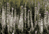 f34.gif (3279 bytes)