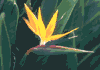 f35.gif (2516 bytes)