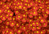 f36.gif (2906 bytes)