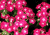 f37.gif (3654 bytes)