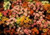 f38.gif (4185 bytes)