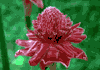 f39.gif (2972 bytes)