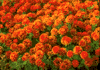f40.gif (4050 bytes)