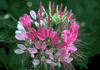 f42.gif (3203 bytes)