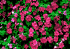 f45.gif (3615 bytes)
