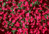 f47.gif (3146 bytes)