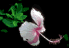 f48.gif (1804 bytes)