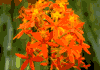 f50.gif (3273 bytes)