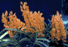 f51.gif (3125 bytes)