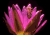f54.gif (2389 bytes)