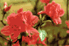 f56.gif (3166 bytes)