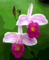 f59.gif (5513 bytes)
