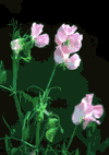 f60.gif (3923 bytes)