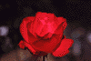 f61.gif (2773 bytes)