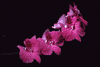 f62.gif (2134 bytes)