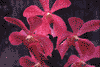 f63.gif (3143 bytes)