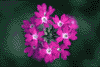 f64.gif (2502 bytes)