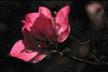 f65.gif (2463 bytes)