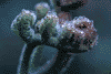 f66.gif (3190 bytes)