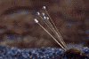 f67.gif (2919 bytes)