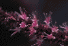 f69.gif (2875 bytes)