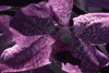 f70.gif (3583 bytes)
