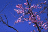 f72.gif (3440 bytes)