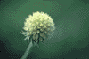 f73.gif (2388 bytes)