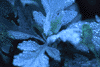 f77.gif (3696 bytes)