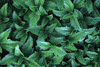 f78.gif (3910 bytes)