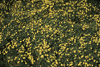 f79.gif (4490 bytes)