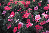 f81.gif (3541 bytes)