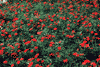 f82.gif (3978 bytes)