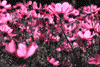 f83.gif (4163 bytes)