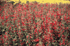 f84.gif (4326 bytes)
