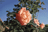 f86.gif (3338 bytes)