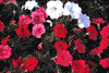 f87.gif (2956 bytes)