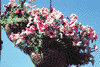 f89.gif (3586 bytes)