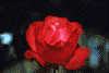 f90.gif (2418 bytes)