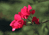 f91.gif (2599 bytes)