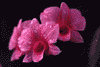 f92.gif (2351 bytes)