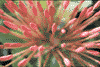 f94.gif (3914 bytes)