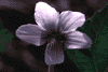 f96.gif (2880 bytes)