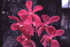 f97.gif (2950 bytes)