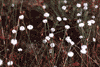 f98.gif (3972 bytes)