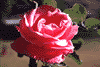 f99.gif (3025 bytes)