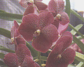orchid.jpg (12977 bytes)