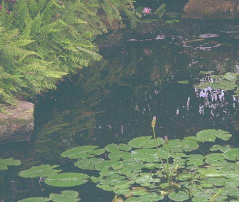 Pond01.bmp