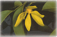 ǡ